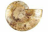 Cut & Polished Ammonite Fossil (Half) - Madagascar #282599-1